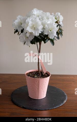 Flores blancas de azalea en flor Foto de stock