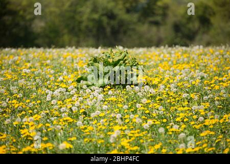 Flores de diente de león y cabezas de semillas, o relojes, creciendo en pastura en abril alrededor de una planta de muelle. North Dorset Inglaterra Reino Unido GB Foto de stock