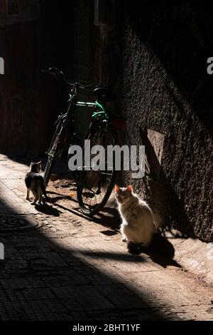 Luz del sol brillante en dos gatos cerca de una bicicleta en una calle oscura en la Medina de Marrakech Marruecos Foto de stock