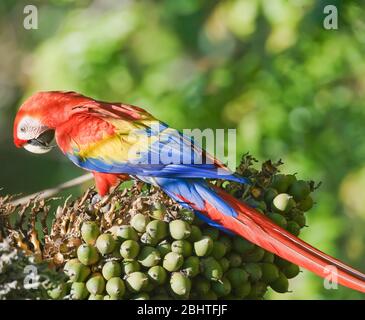 Guacamaya Roja (Ara macao) donde se posan en un árbol, en el Parque Nacional Corcovado, Península de Osa, Costa Rica