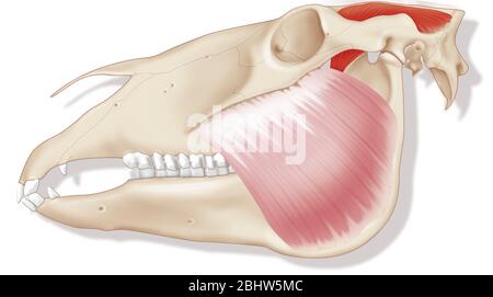 Músculo de la mandíbula fotografías e imágenes de alta resolución