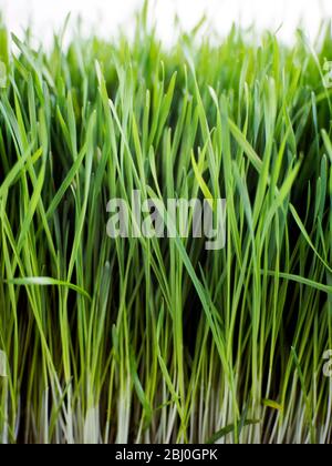Primer plano de la hierba de trigo en crecimiento -