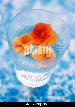 Cabezas de pansy de color naranja flotando en agua en vaso de cristal fino sobre bue moteado y superficie blanca - Foto de stock