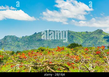 Delonix regia, una especie de planta floreciendo en la familia de las judías; con la montaña Sleeping Giant en el fondo.