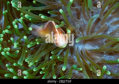 Anemonéfish rosa en anemona del mar, anemiprion perideraion, bahía de Kimbe, Nueva Bretaña, Papúa Nueva Guinea Foto de stock