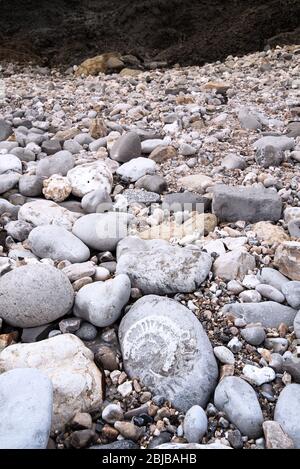 Un gran amonita (Paracoroniceras?) fósil en una roca en el primer plano de una escena de playa rocosa a lo largo de la playa Fósil de Lyme Regis, Dorset, Reino Unido. Foto de stock