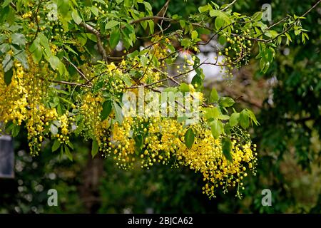 comúnmente conocido como ducha dorada y es una planta de floración. Es una  planta ornamental que florece a finales de primavera. Las flores son de  importancia ritual Fotografía de stock - Alamy