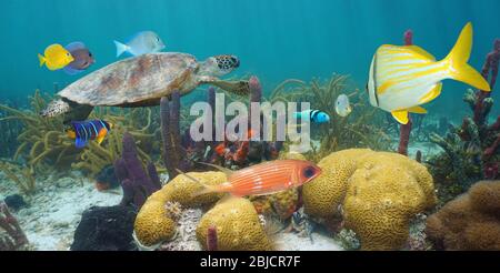 Arrecife de coral de colores del mar Caribe bajo el agua con una tortuga verde y peces tropicales, México