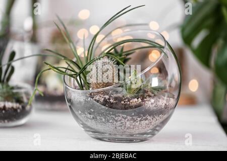 Mini jardín suculento en terrario de vidrio en el alféizar del ventanado Foto de stock