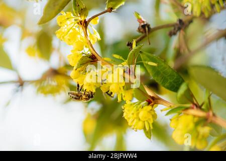Detalle de una abeja en flores amarillas de un arbusto borroso en primavera Foto de stock