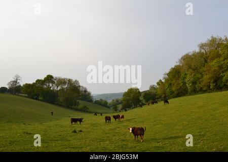 Tierras de cultivo cerca de Darent Valley en el camino a Romney Street y Magpie fondo. Pastoreo de ganado. Abril. Se llama Dunstall Farm, cerca de Shoreham, Kent Foto de stock