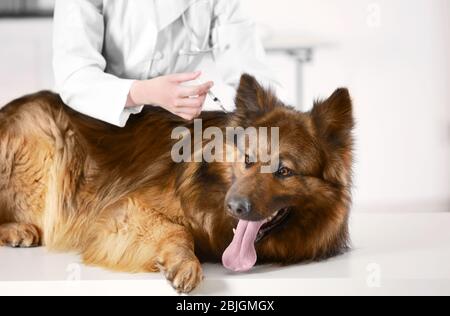 Veterinario vacunando a perro en clínica Foto de stock
