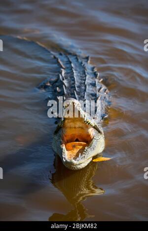 Cocodrilo americano, Crocodylus acutus, Parque Nacional la Tovara, Sitio  Ramsar, Humedales de importancia Internacional, Ciudad de San Blas, Bahía  de Matanchen Fotografía de stock - Alamy