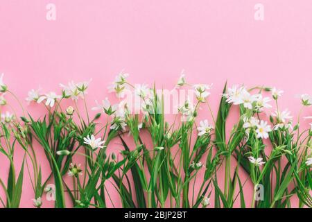 Flores silvestres borde tierno sobre fondo de papel rosa, plano con espacio  para texto. Flores blancas de primavera en flor, plantilla de postal  floral. Feliz Fotografía de stock - Alamy