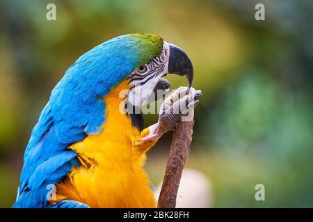 cerramiento de cabeza de guacamaya azul y amarillo (Ara ararauna), ave exótica