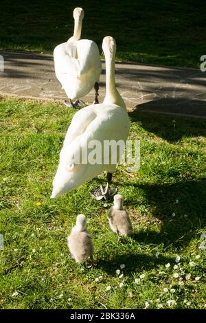 Una familia de cisnes mudos caminando con sus cígetes Foto de stock