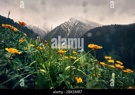 Prado con flores amarillas y verdes colinas en el valle de la montaña contra el cielo nublado en Kazajstán Foto de stock