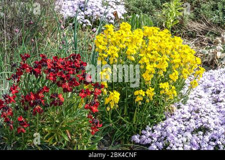 Floristero phlox subulata, Flor de Valonia amarillo rojo Erysimum cheiri Florece temprano en un jardín Foto de stock