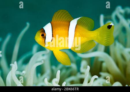 Falso Clownfish en su anémona. Foto de stock