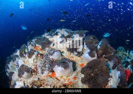 Hermosa alfombra de anemones de mar en un colorido y vibrante arrecife de coral tropical