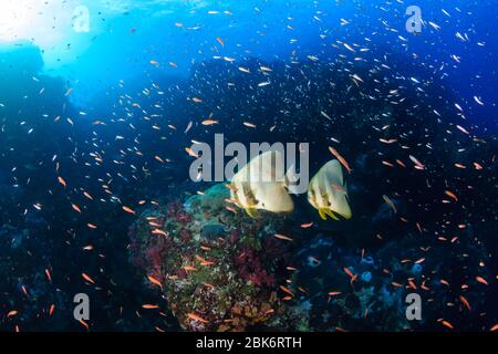 Pez de aleta larga (Spadefish) y otros peces tropicales en un arrecife de coral en Richelieu Rock, Tailandia Foto de stock