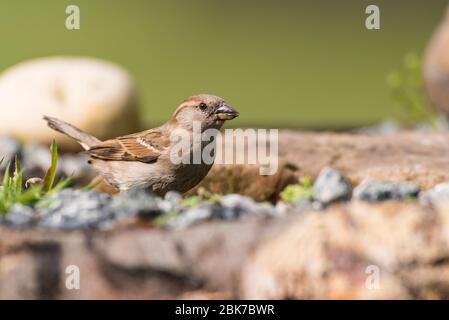 Una Sparrow de la Casa ( Passer domesticus ) hembra que toma una bebida de agua en el reino unido Una Sparrow de la Casa ( Passer domesticus ) hembra que toma una bebida de agua en el reino unido