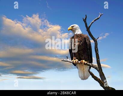 Retrato de un águila calva americana, encaramado en un nogal negro buscando en el paisaje de abajo algo parecido a la cena, a lo largo del día de Juan RI Foto de stock