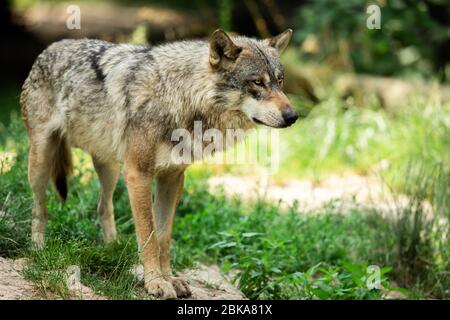 Lobo gris en el bosque Foto de stock