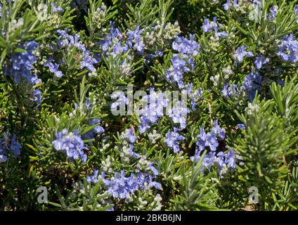 Rostra o romero arrastrado (Rosmarinus officinaris postratus) flor azul sobre hierba de postrado atractiva para las abejas y otros invertebrados, abril Foto de stock