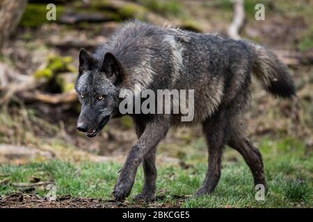 Timberwolf corriendo en el bosque
