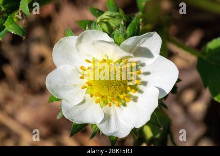 Flor de la fresa de jardín (Fragaria × anassa)