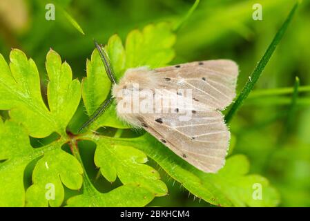 Polilla de muslin masculina (diaphora mendica), un insecto de la familia Erebidae, Reino Unido Foto de stock