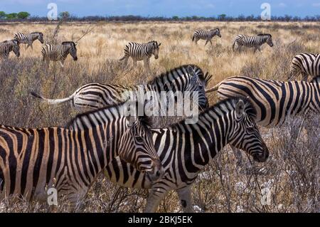 Namibia, región de Kunene, Tsumeb, Parque Nacional Etosha, Hartmann zebra, o cebra de montaña, Equus hartmannae Foto de stock