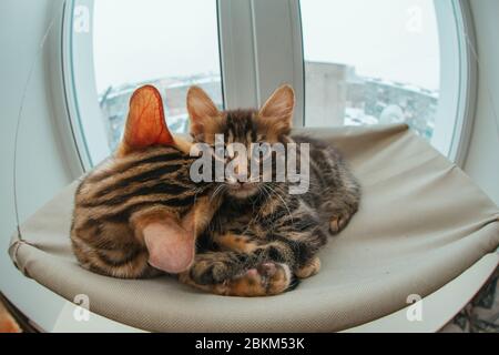Dos lindos gatitos bengal de color dorado y chorocoal sobre la cama de la ventana del gato y el gusto relajante y lavarse.