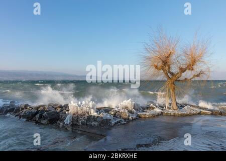 El Lago De Ginebra Suiza Invierno Arbol Congelado Fotografia De Stock Alamy