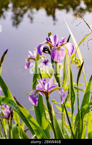 El iris es una flor salvaje con flores azules Fotografía de stock - Alamy