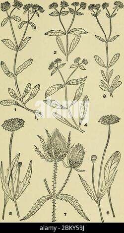 Imagen de la página 620 de ‘una guía ilustrada de las plantas florecientes de los estados del Atlántico medio y Nueva Inglaterra...’ (1910) (14782992685). Foto de stock