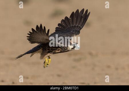 Lanner falcon (Falco biarmicus) inmaduro en vuelo, parque transfronterizo Kgalagadi, Sudáfrica Foto de stock