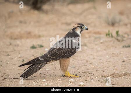 Lanner falcon (Falco biarmicus) inmaduro, parque transfronterizo Kgalagadi, Sudáfrica Foto de stock