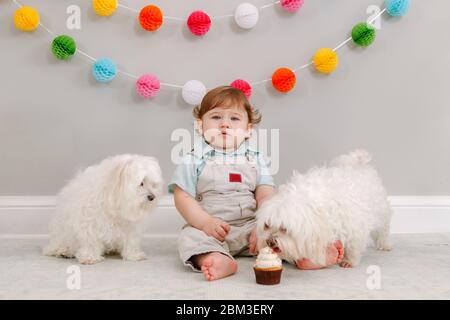 Lindo y adorable bebé caucásico en corona azul celebrando su primer  cumpleaños en casa. Niño niño niño niño pequeño sentado en silla alta  mirando el cupcake dess Fotografía de stock - Alamy