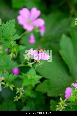 Abeja sobre flor rosa sobre fondo de plantas verdes Foto de stock