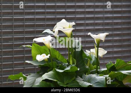 Alcatraces amarillos que crecen en el invernadero Fotografía de stock -  Alamy