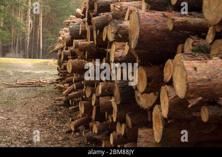 troncos apilados en la tala, el lugar de almacenamiento de madera, la tala de bosques de coníferas