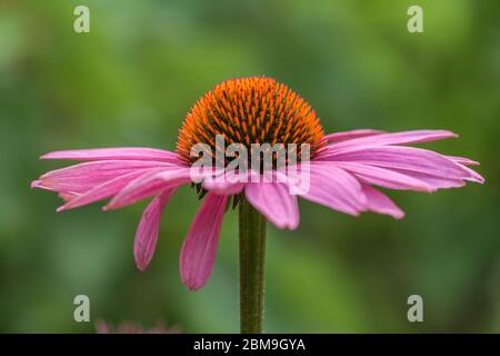 Flor de una flor de conefina (equinácea) en rosa