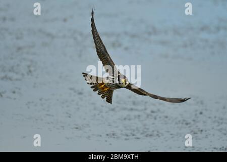 El pasatiempo eurasiático Falco subbuteo en vuelo Foto de stock