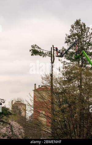 Un Hombre Corta Un árbol Con Una Motosierra. Poda De árboles. Foto