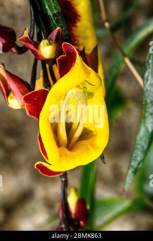 Doll's Shoes o Thunbergia Mysorensis, también llamada Mysore trompeta o viña de reloj indio, es una especie de planta con flores en la familia Acanthaceae Foto de stock
