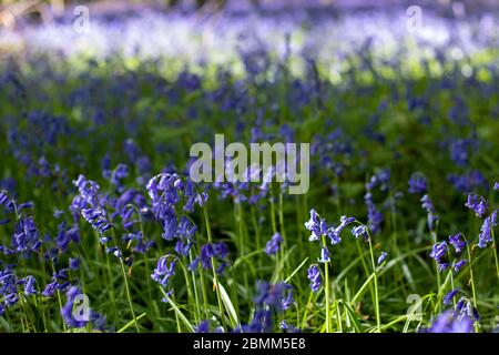 Cerca de los arándanos en un bosque en West Sussex.
