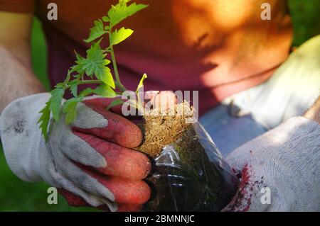 Plantando a mano en el jardín de la casa. Jardinería orgánica y un estilo de vida saludable. El hombre cuida de una pequeña planta de semillero.