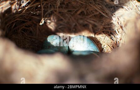 El ave negra común Turdus merula huevos de color azul en un nido. Vista de cerca de cuatro huevos azules en un nido. Del pájaro negro también conocido como bl euroasiático